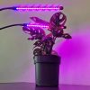 LED lampa na pestovanie rastlín, zvýšenie osvetlenia, časový panel x 2 + diaľkové ovládanie