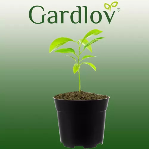 Kvetináče na kvety, plastové, sada 200 kusov